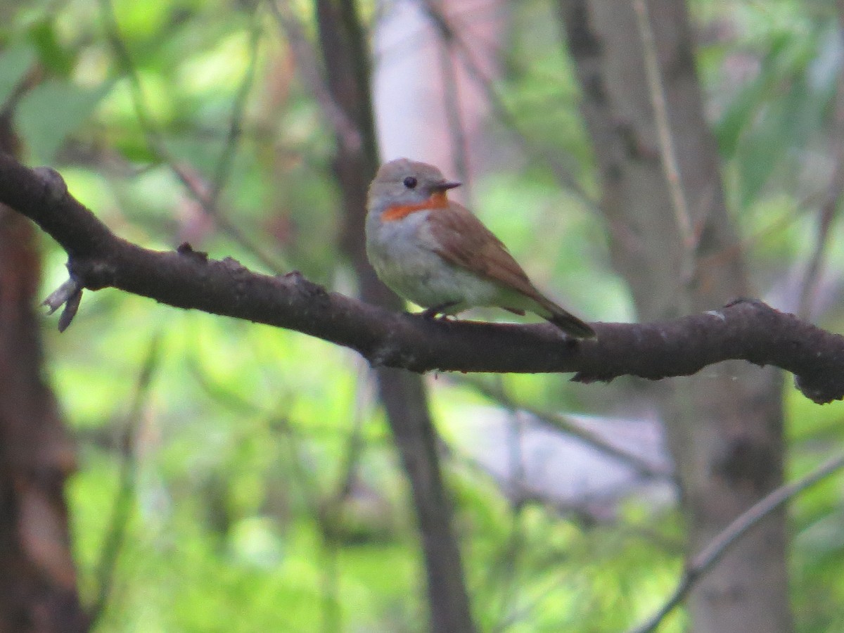 Taiga Flycatcher - ML163295091