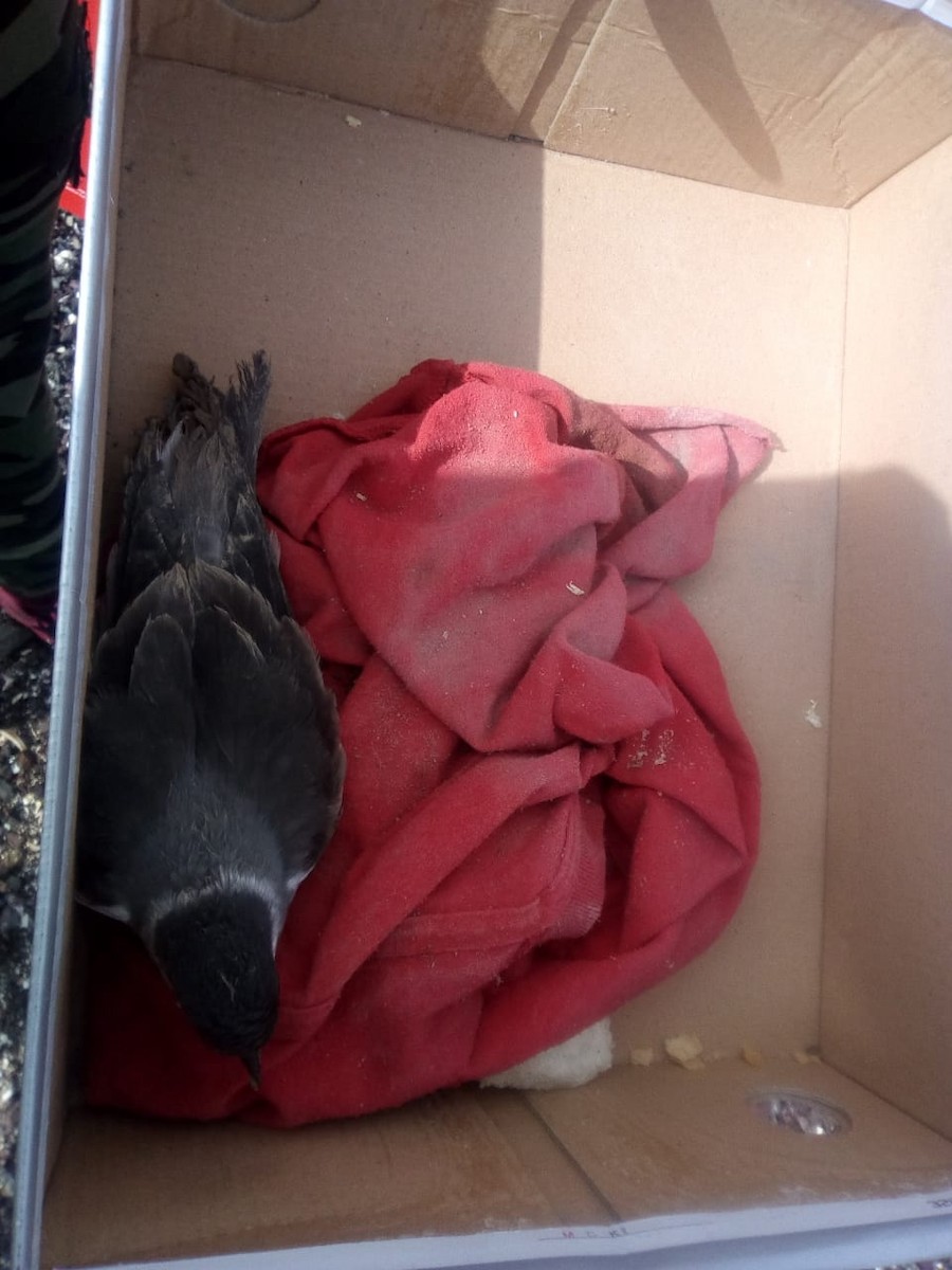 Ringed Storm-Petrel - Charly Moreno Taucare