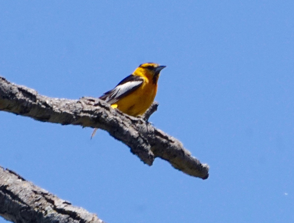 Bullock's Oriole - ML163296471