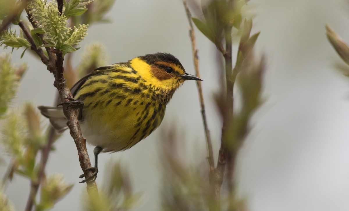 Cape May Warbler - ML163297061