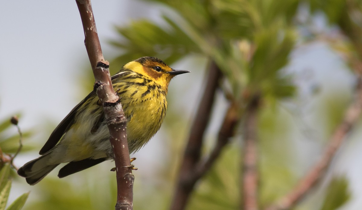 Cape May Warbler - ML163297071