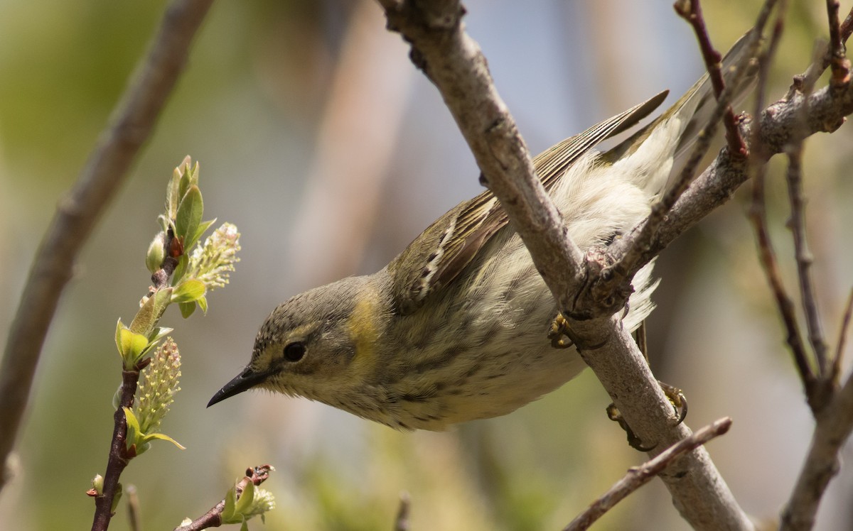 Cape May Warbler - ML163297121