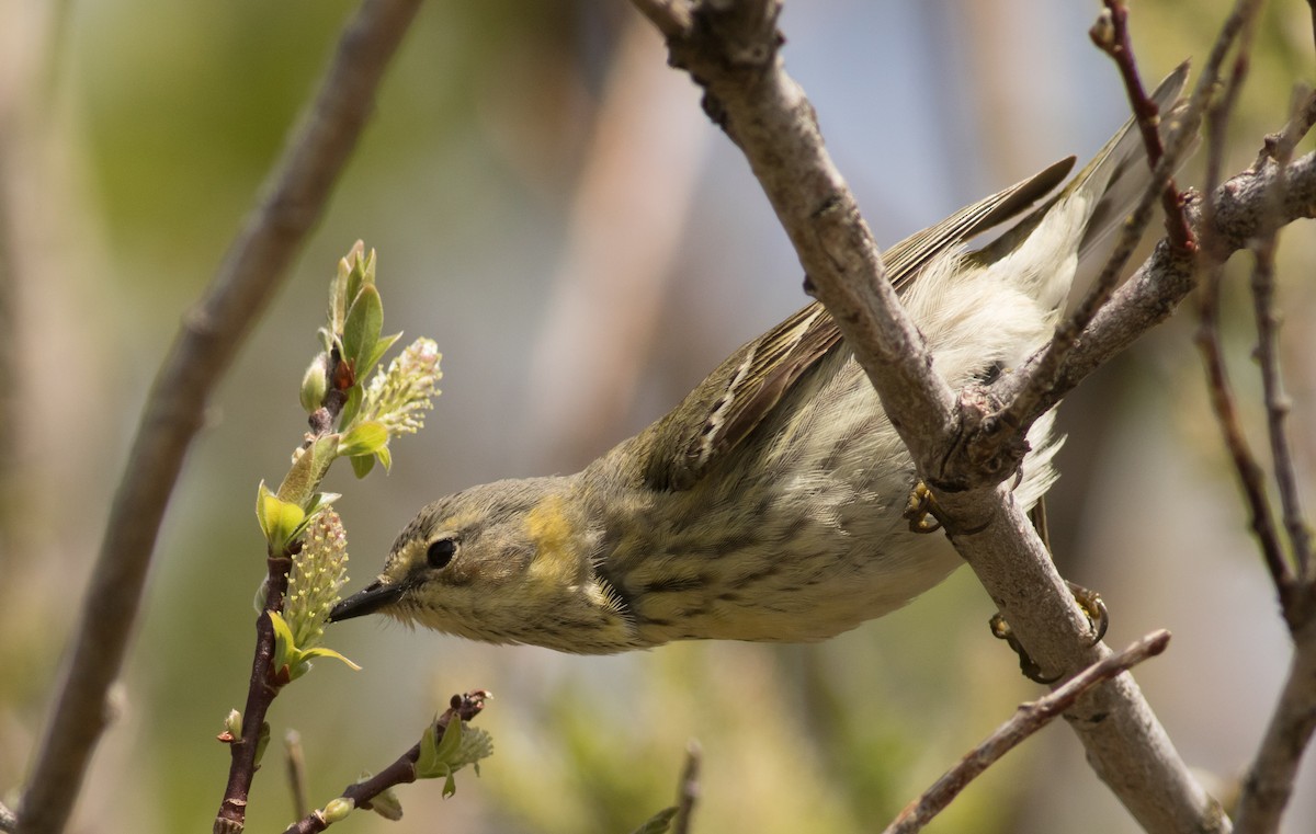 Cape May Warbler - ML163297141
