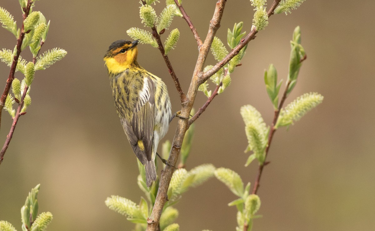 Cape May Warbler - ML163297181