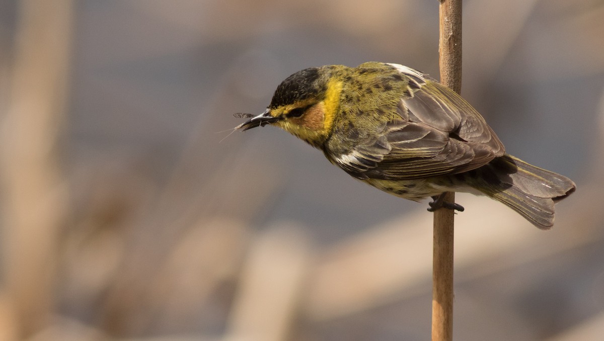 Cape May Warbler - ML163297221