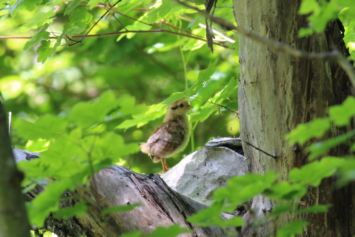 Ruffed Grouse - ML163298281