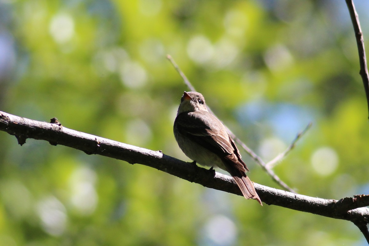 Western Wood-Pewee - ML163298951