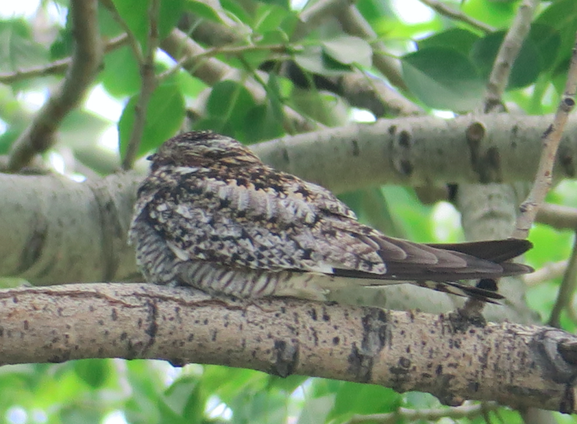 Common Nighthawk - art reisman