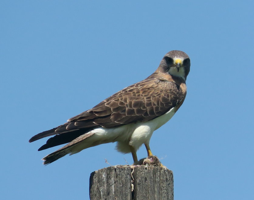 Swainson's Hawk - ML163299791