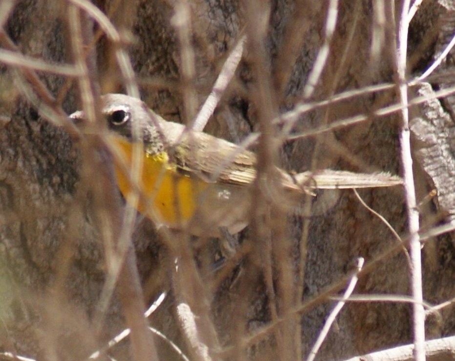 Yellow-breasted Chat - ML163300311