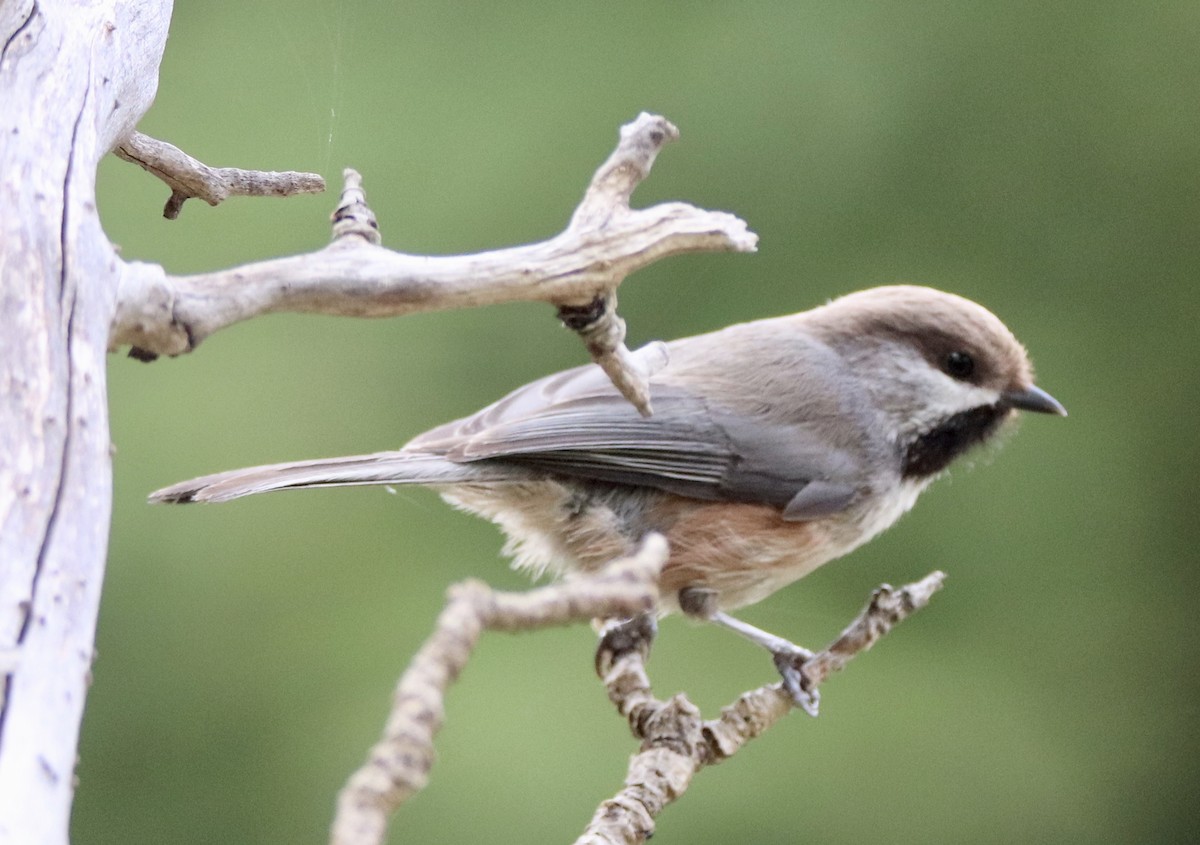 Boreal Chickadee - ML163300361