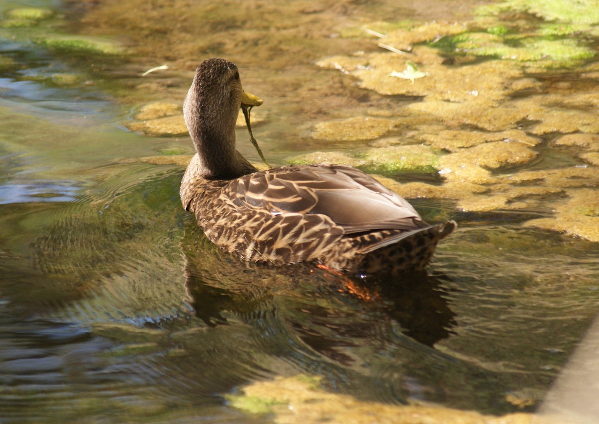 Mexican Duck - ML163300571