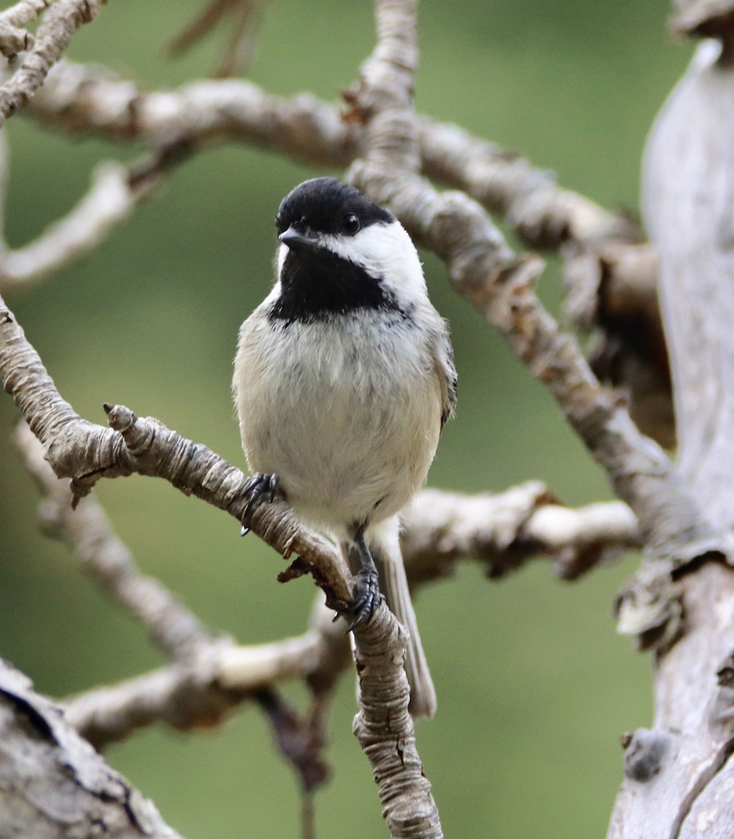 Black-capped Chickadee - ML163300631