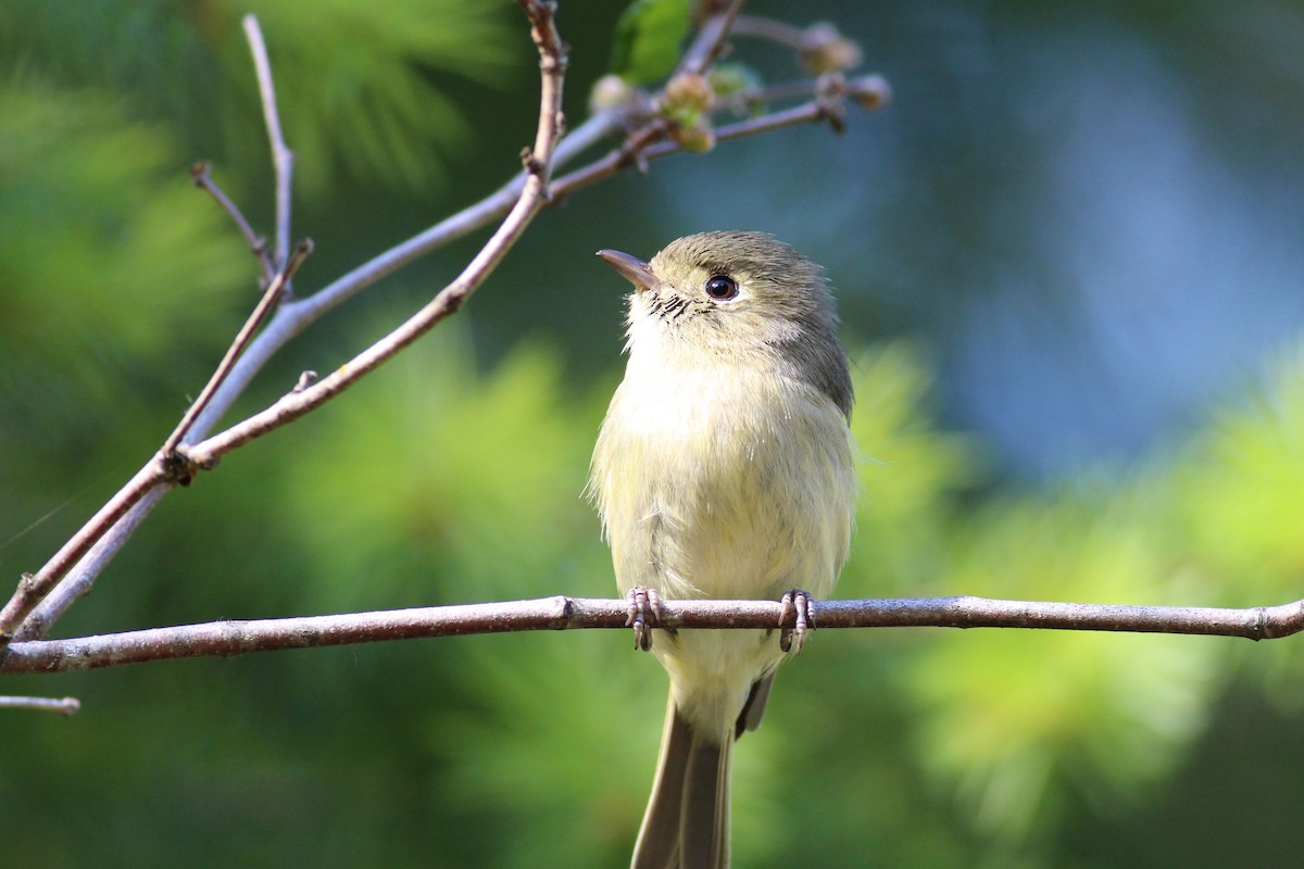 Hutton's Vireo - ML163300751