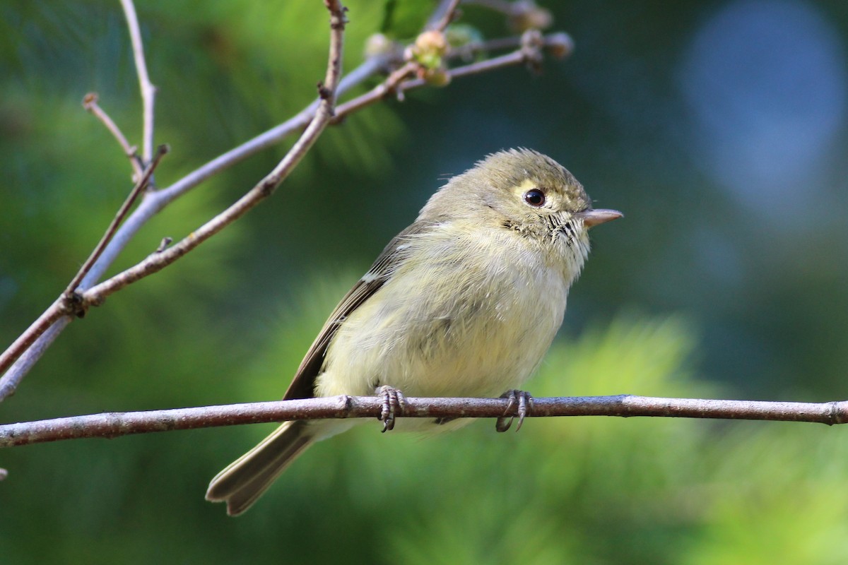 Hutton's Vireo - ML163300821