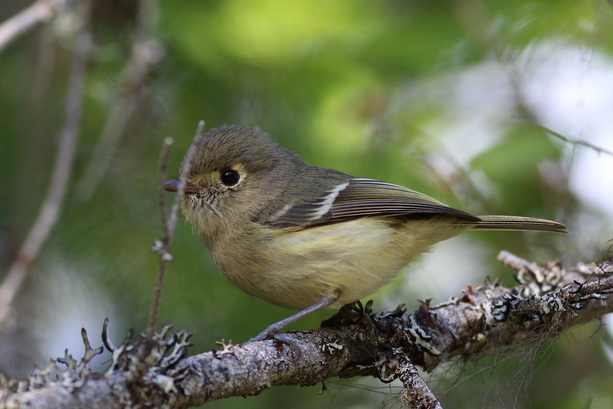 Hutton's Vireo - ML163300851