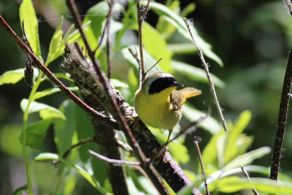 Common Yellowthroat - ML163300941