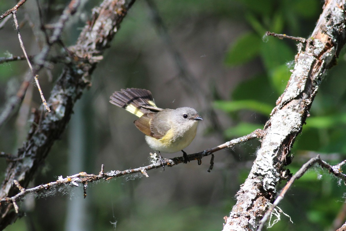 American Redstart - ML163300971