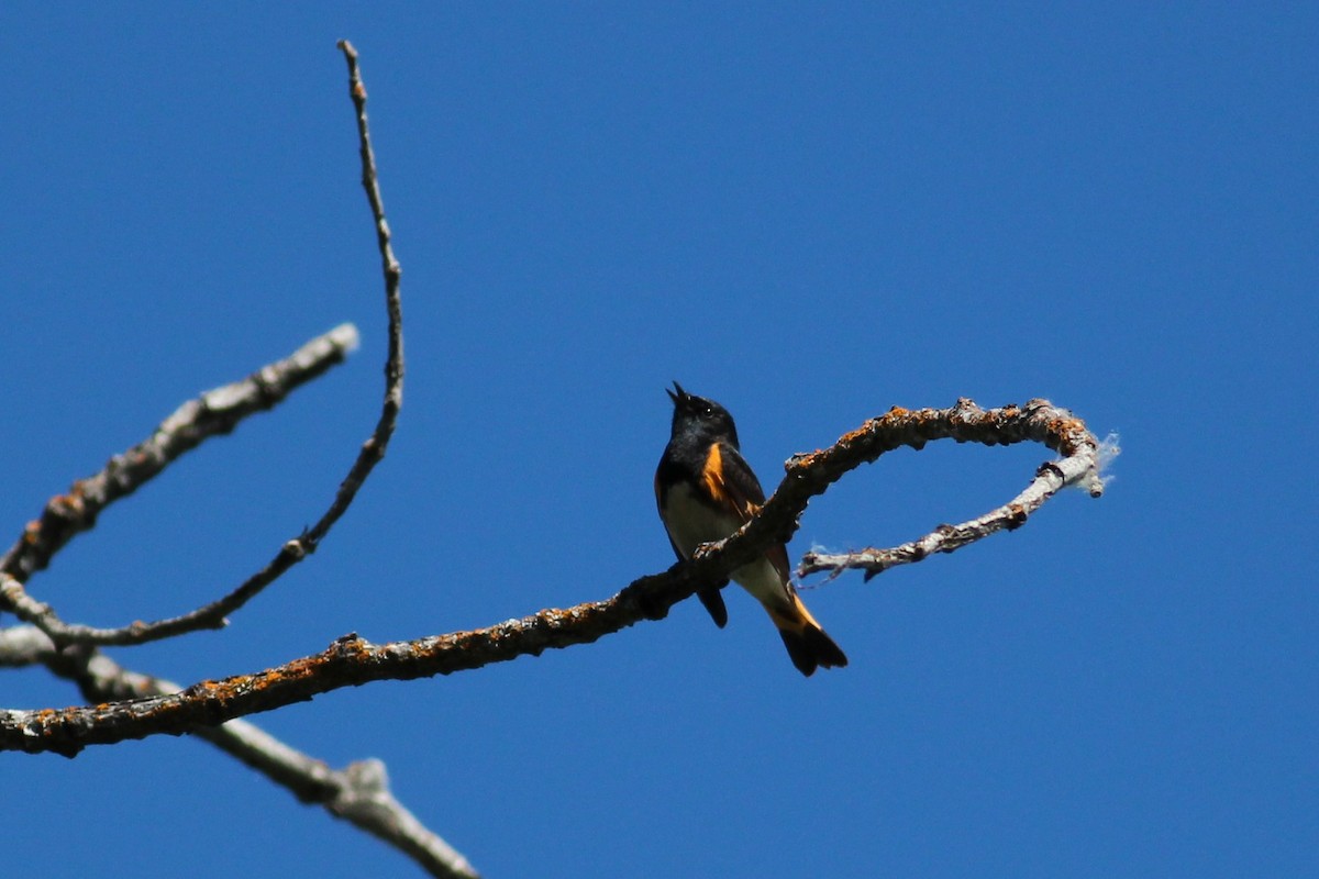 American Redstart - ML163300981