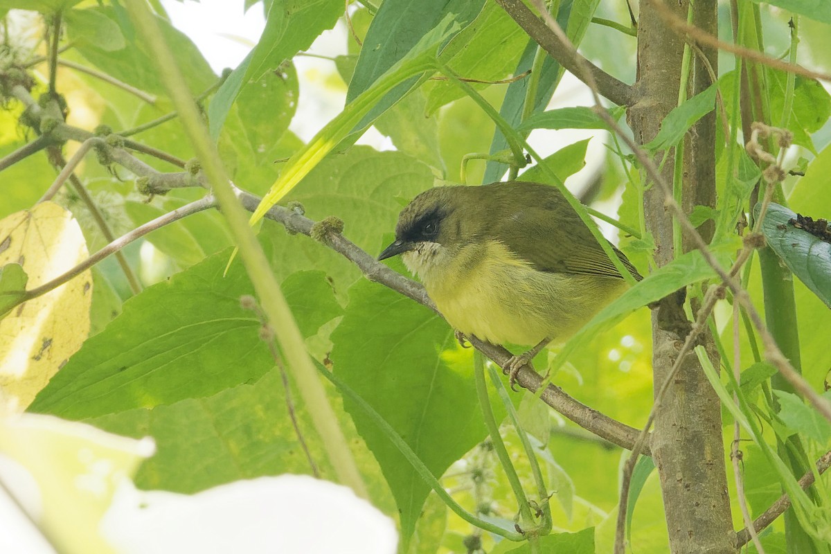 Mindanao White-eye - Vincent Wang