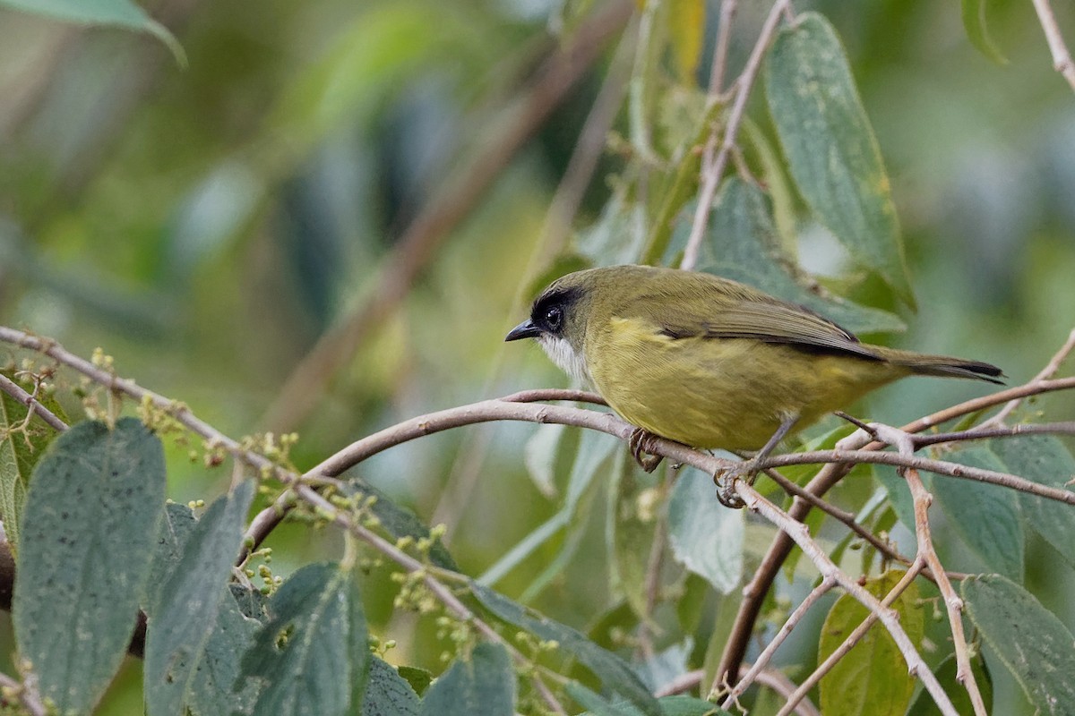 Mindanao White-eye - Vincent Wang