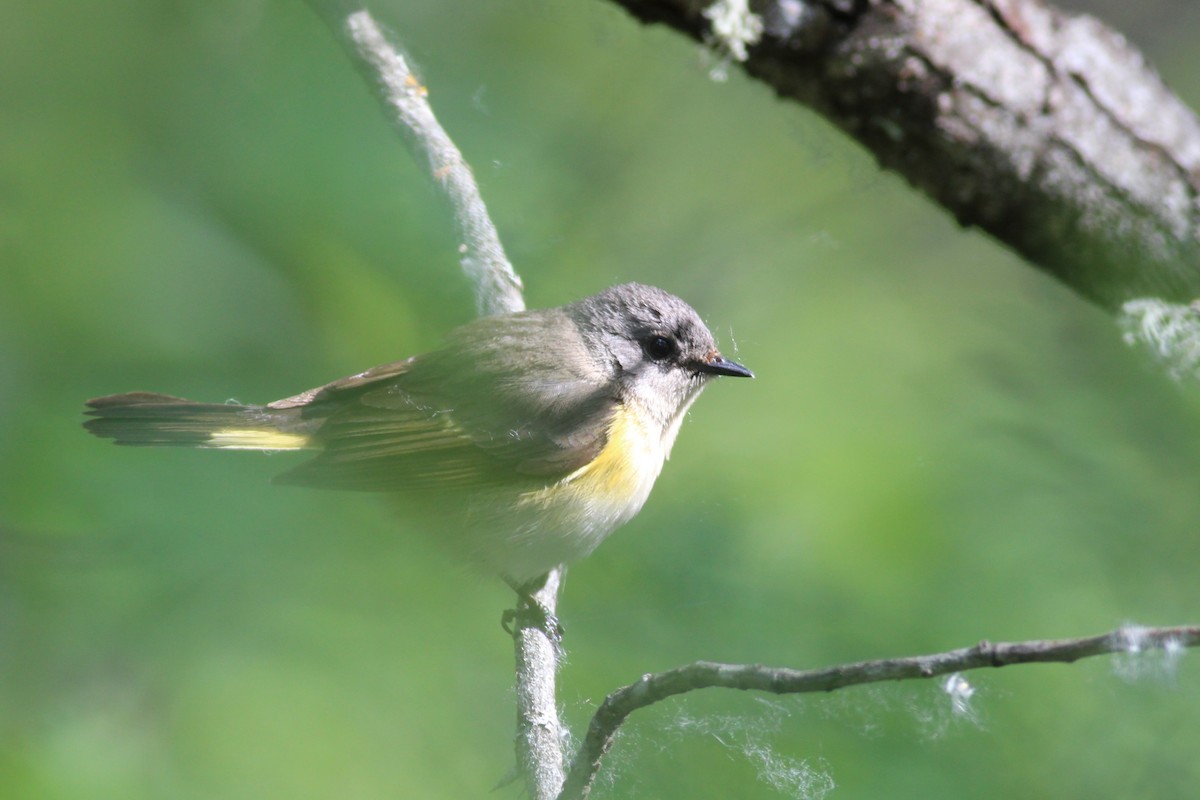 American Redstart - ML163301311