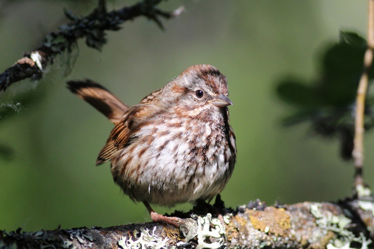 Song Sparrow - ML163301561