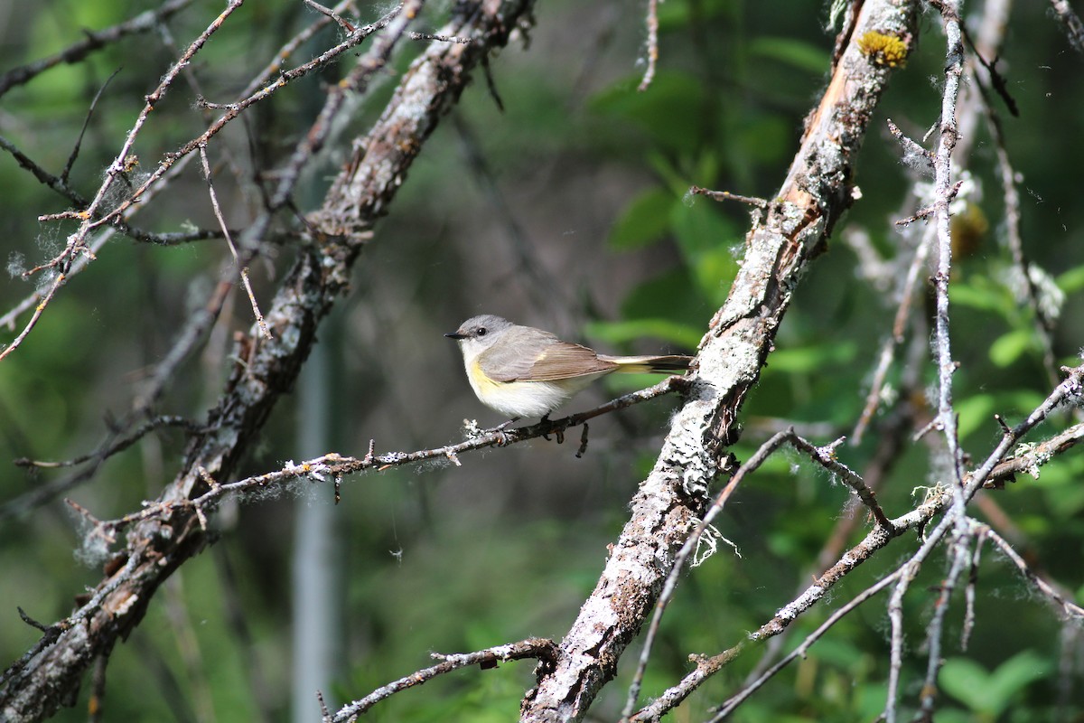 American Redstart - ML163301591
