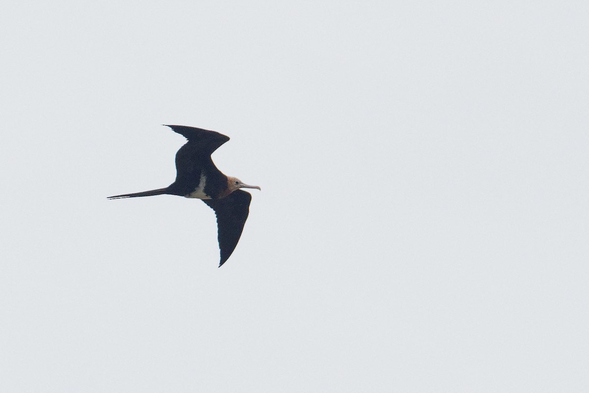 Lesser Frigatebird - Vincent Wang