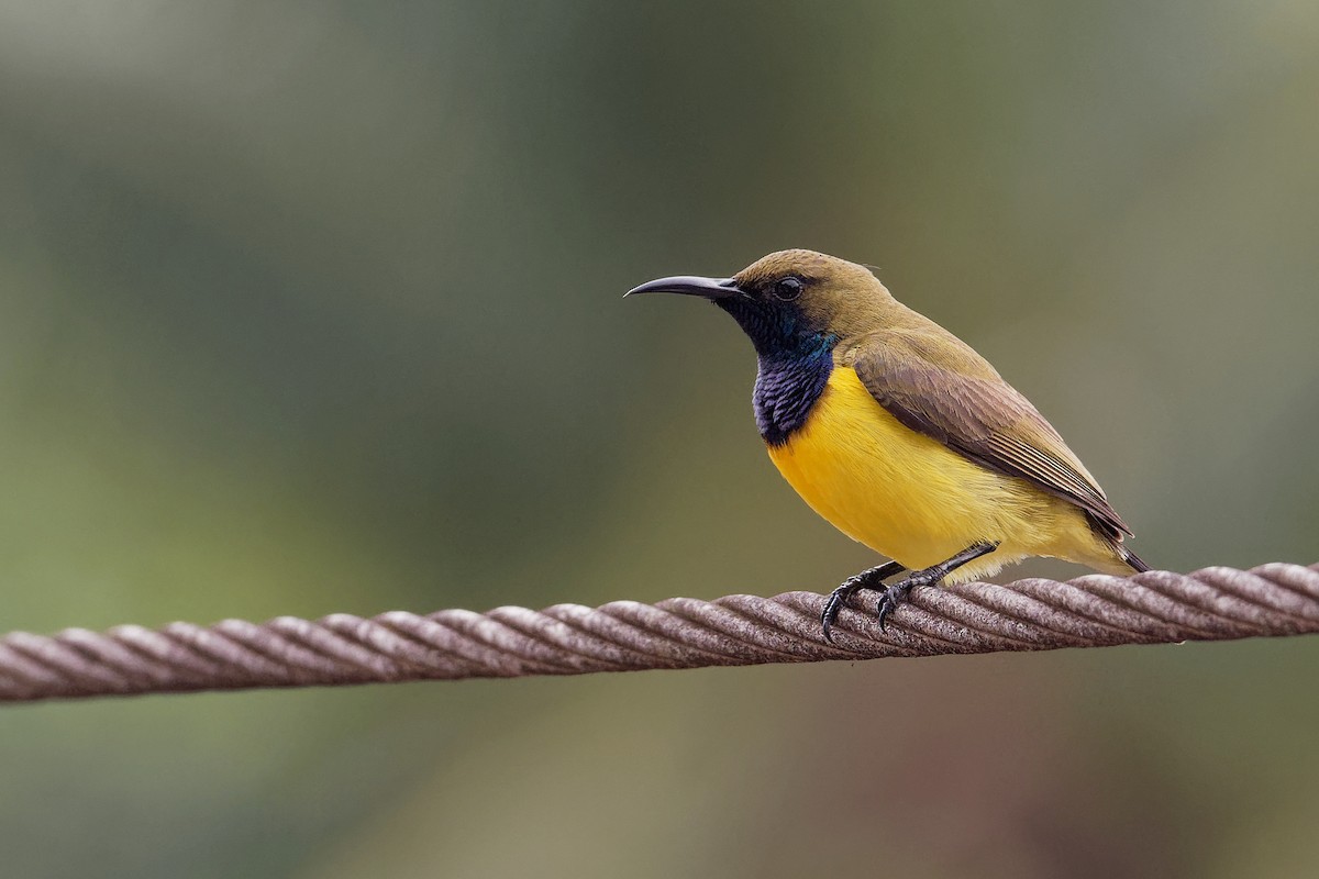 Garden Sunbird - Vincent Wang