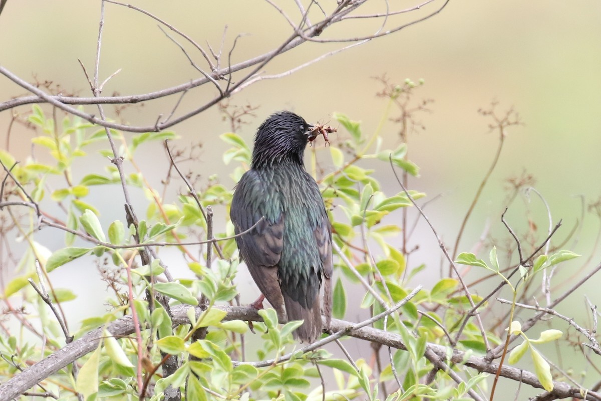 European Starling - ML163304321