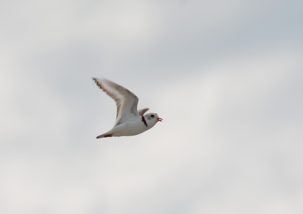 Piping Plover - ML163306201