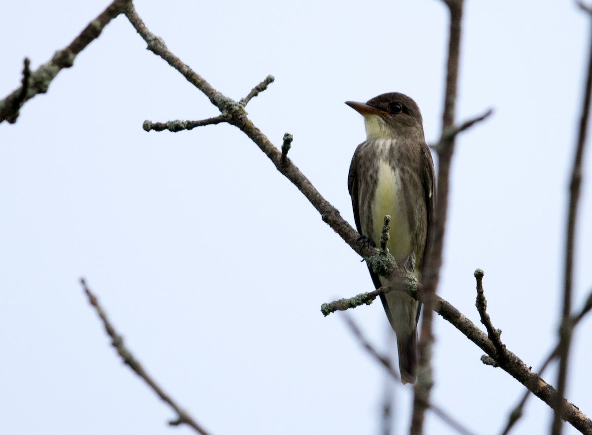 Olivflanken-Schnäppertyrann - ML163307281