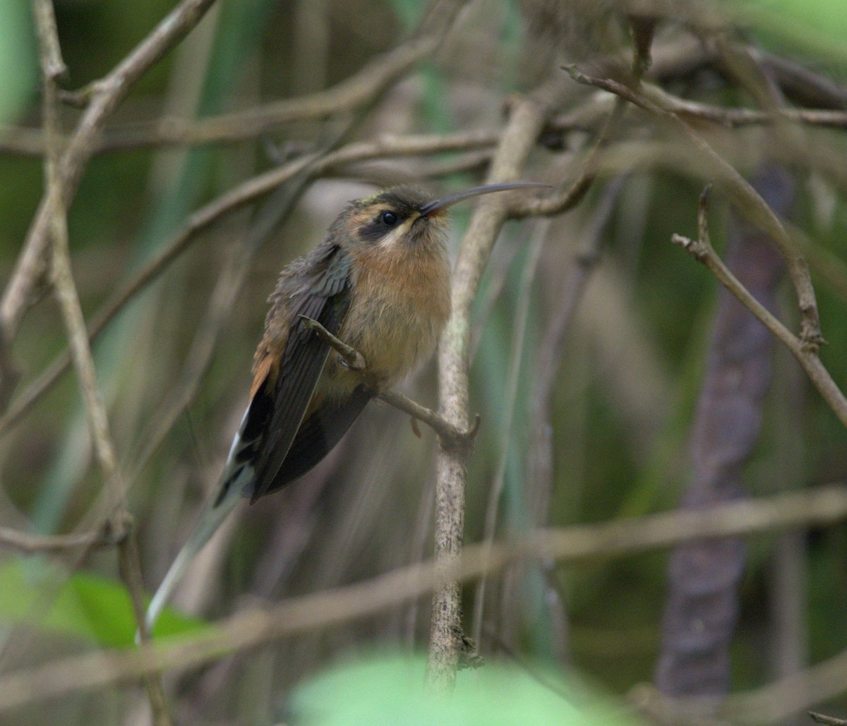 planaltoeremitt - ML163307481