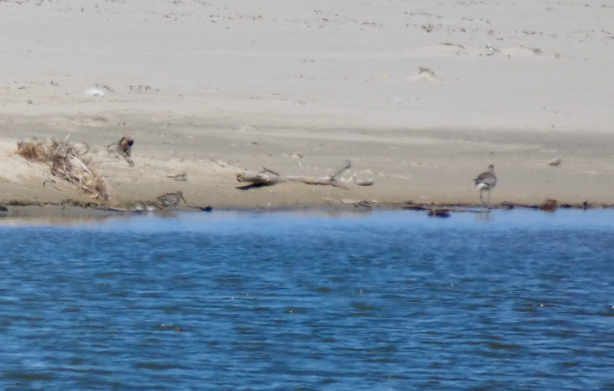 Short-billed Dowitcher - ML163307591