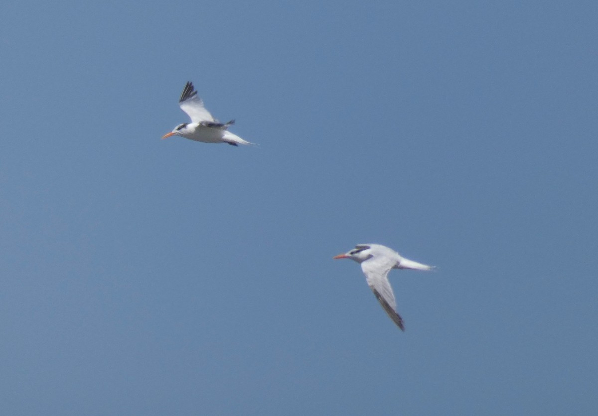 Royal Tern - ML163308751