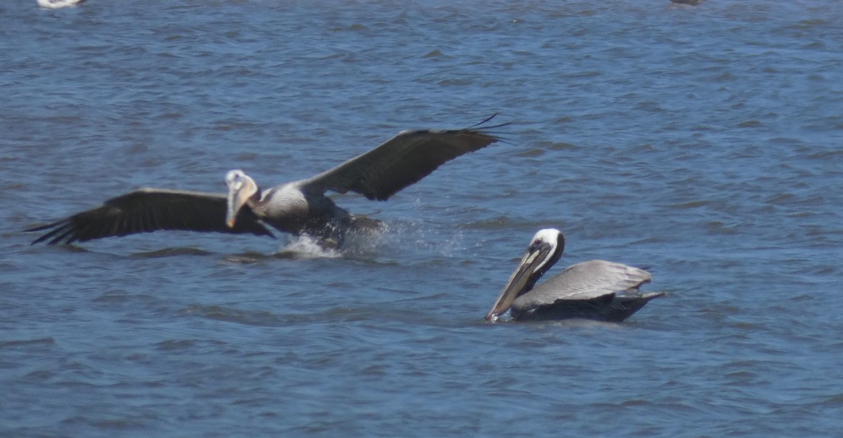 Brown Pelican - John Callender