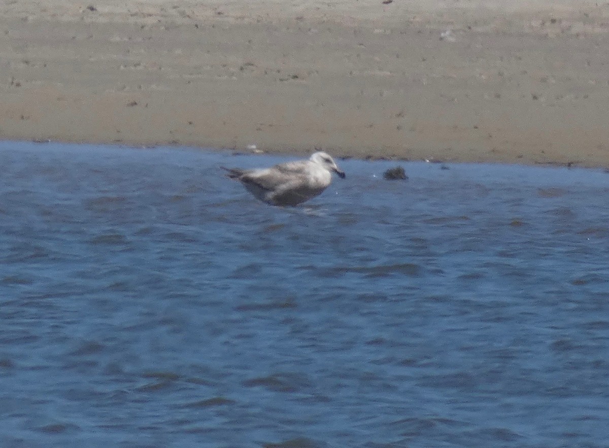 goéland ou mouette sp. - ML163308881