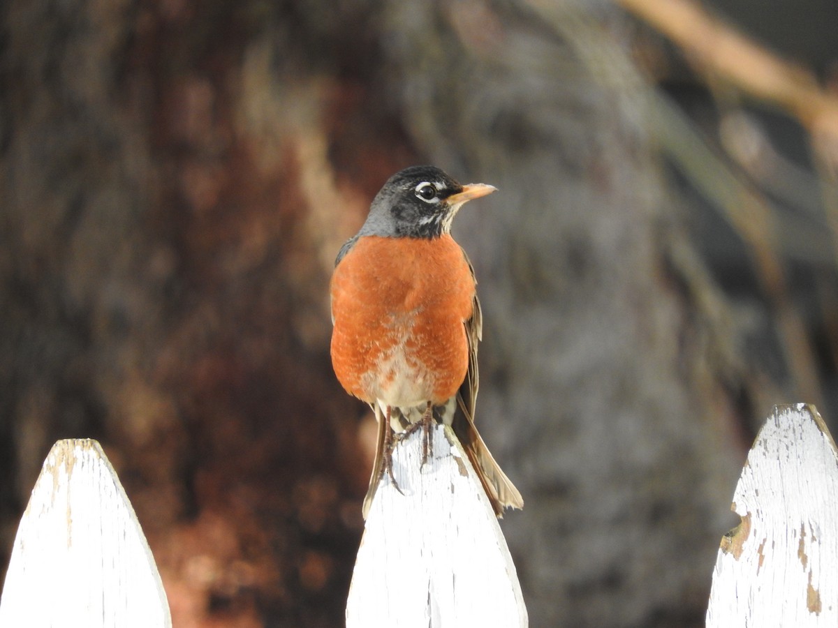 American Robin - ML163309631