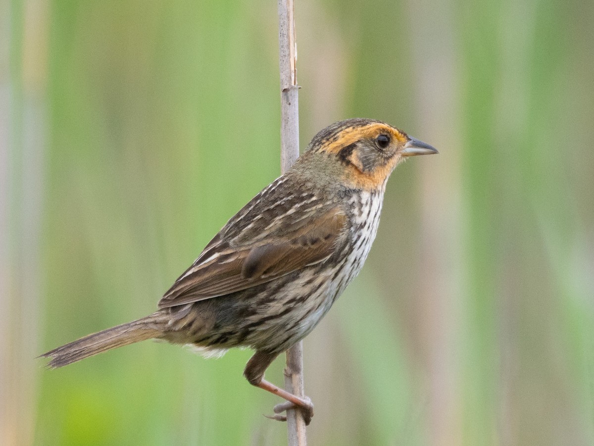 Bruant à queue aiguë - ML163309771