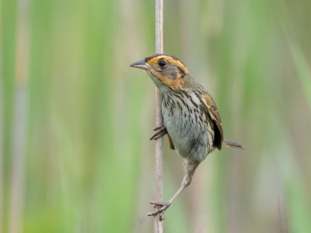 Saltmarsh Sparrow - ML163309781