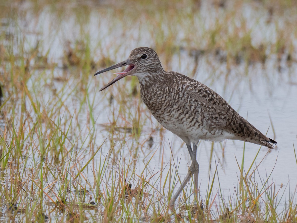 Willet - ML163309951