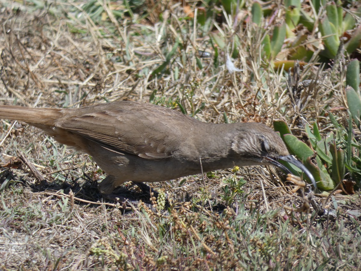 California Thrasher - ML163311231