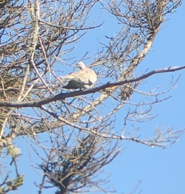 Eurasian Collared-Dove - ML163313551