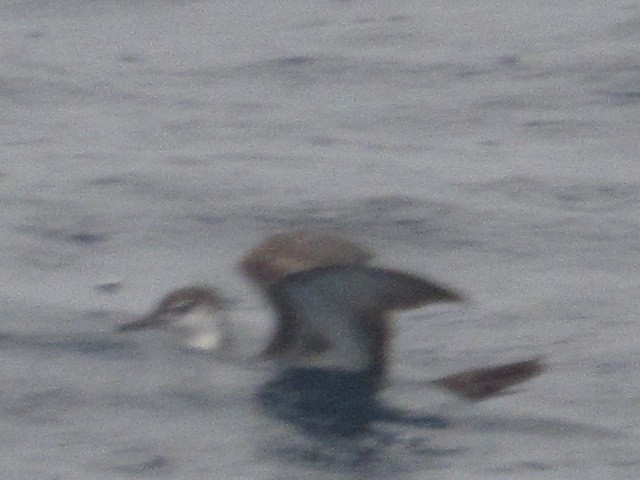 Audubon's Shearwater - ML163315301