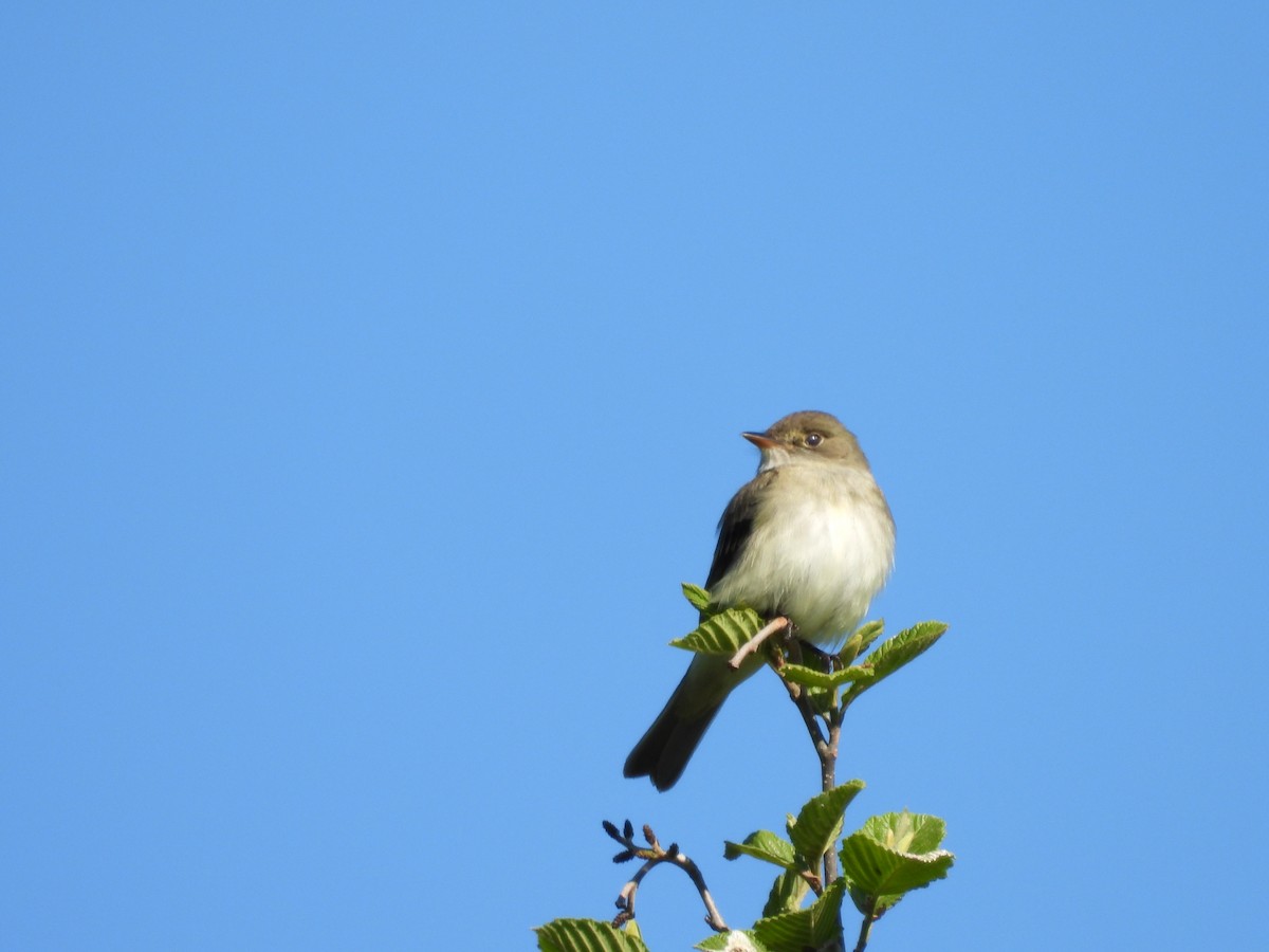 Least Flycatcher - Sylvain Proulx