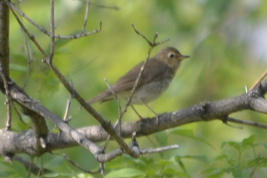 Swainson's Thrush - ML163318381