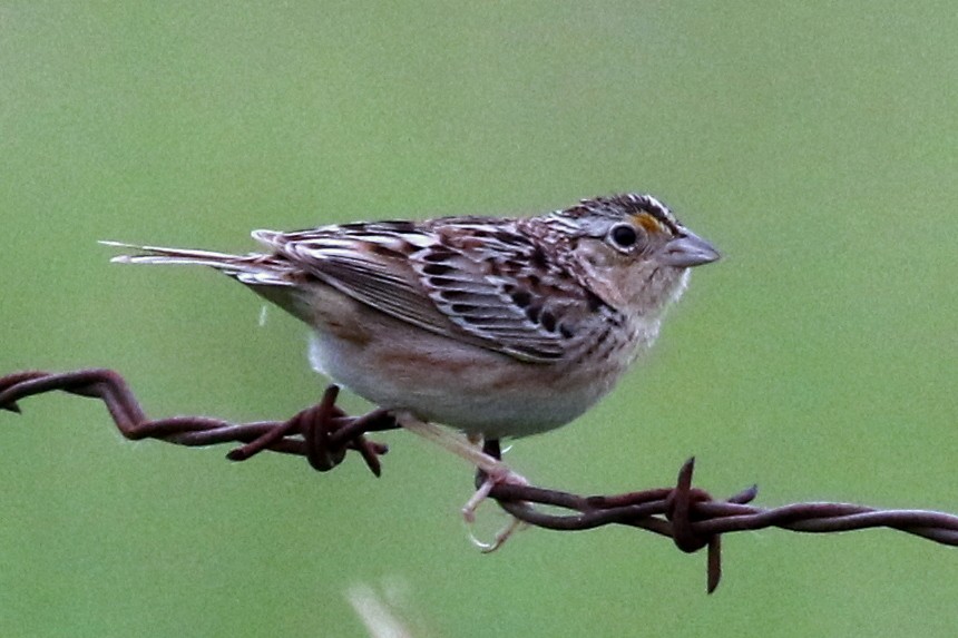 Grasshopper Sparrow - ML163319151