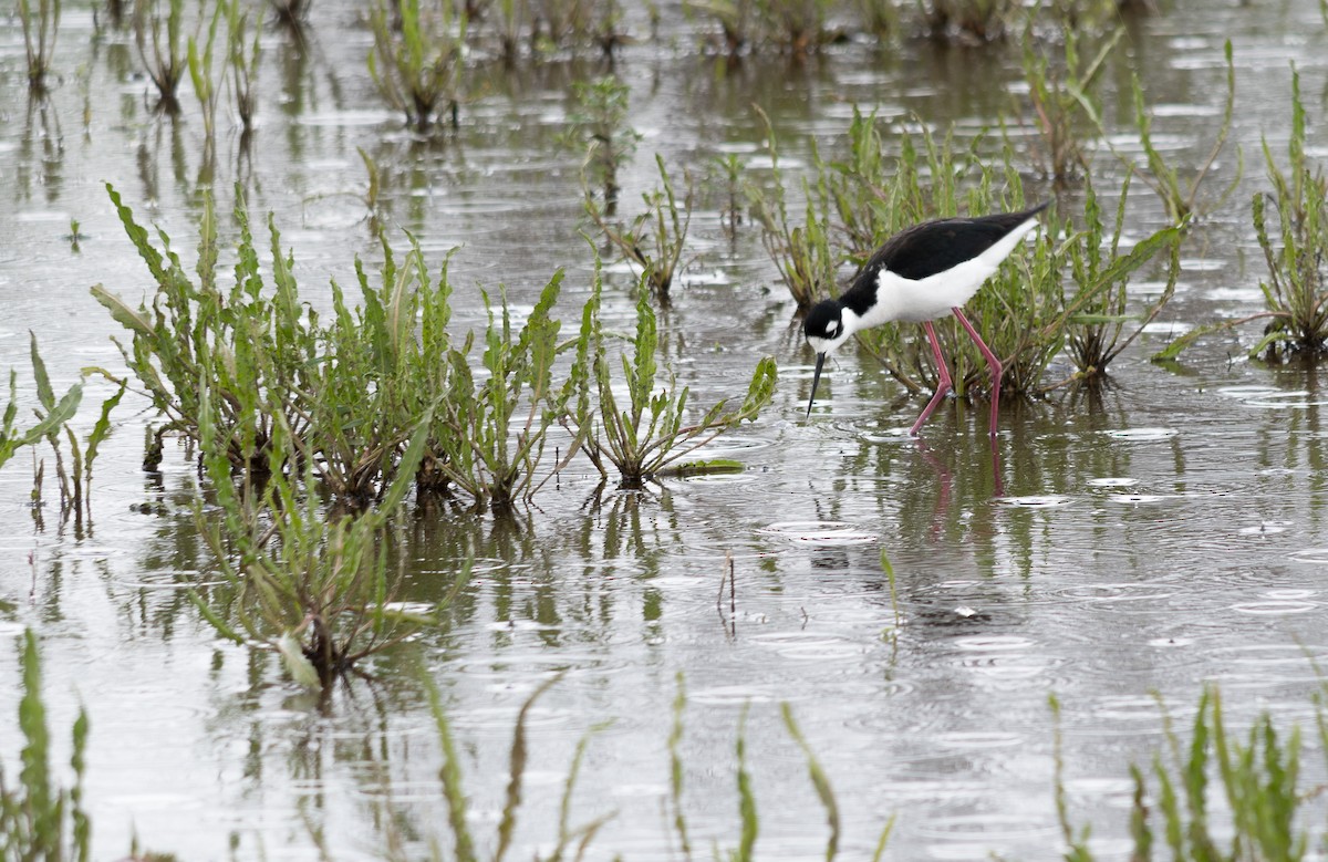 Black-necked Stilt - Larry Gladue