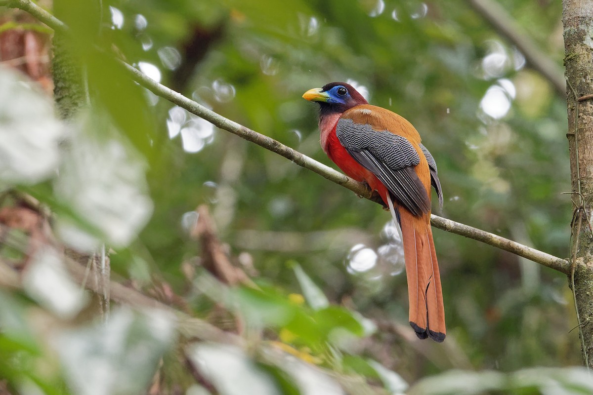 Philippine Trogon - ML163323331